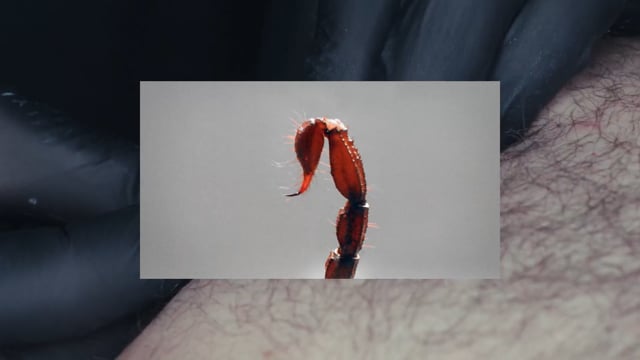 Vimeo