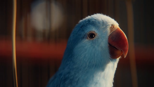 Vimeo